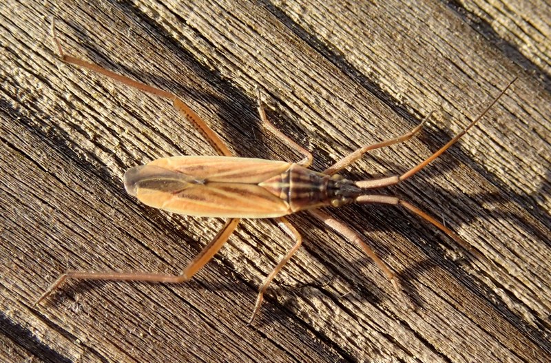 Miridae: Notostira sp. del Veneto (TV)